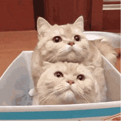 message-cat.gif